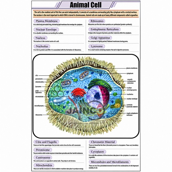 Animal Cell Chart